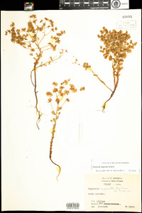 Image of Euphorbia longicruris