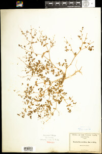 Chamaesyce ocellata ssp. ocellata image