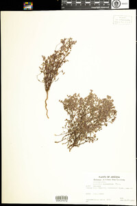 Image of Chamaesyce melanadenia