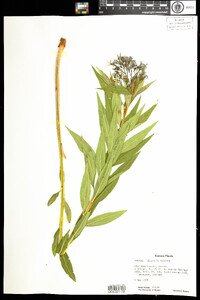 Image of Amsonia illustris