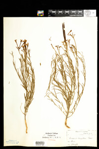 Image of Amsonia longiflora