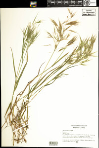 Bromus tectorum image