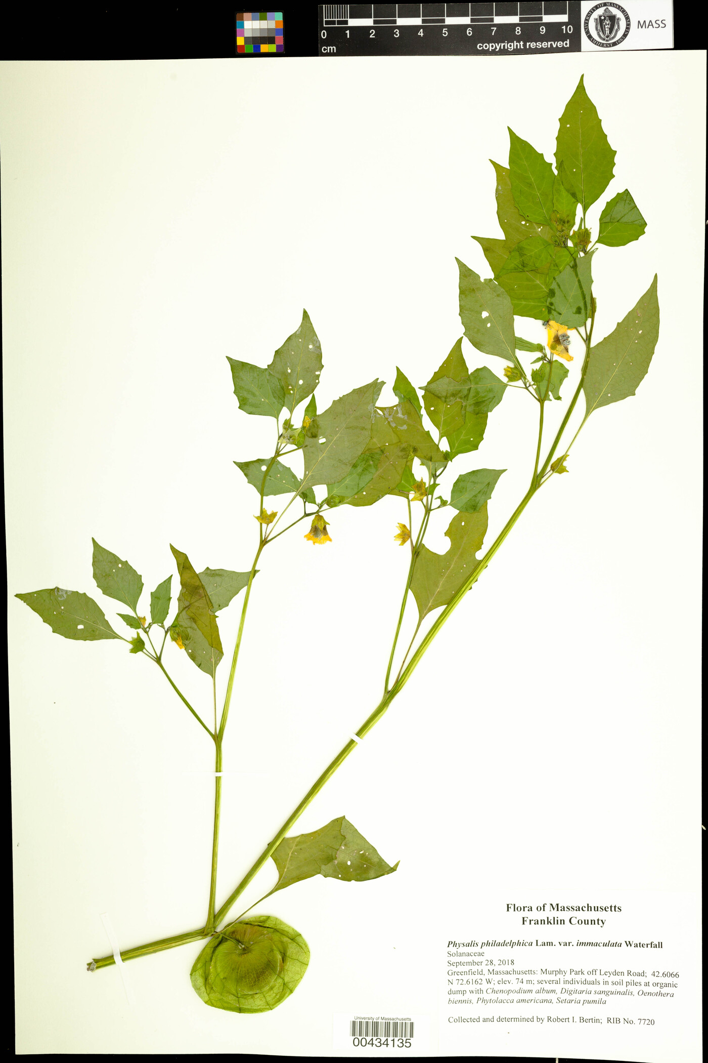 Physalis philadelphica var. immaculata image