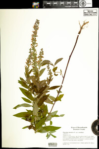 Teucrium canadense var. canadense image