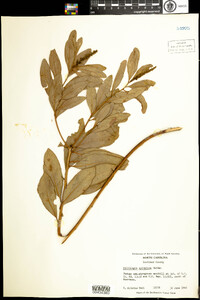 Stillingia sylvatica image