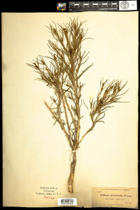 Image of Stillingia paucidentata
