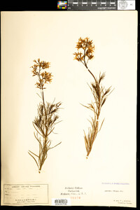 Amsonia ciliata image