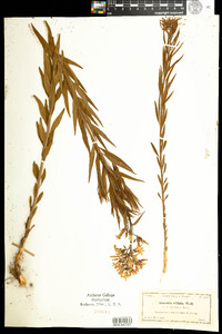 Amsonia ciliata image