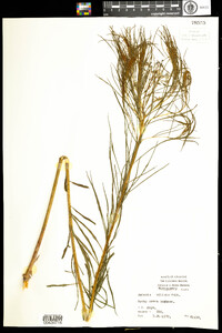 Amsonia ciliata image