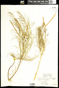 Amsonia ciliata image