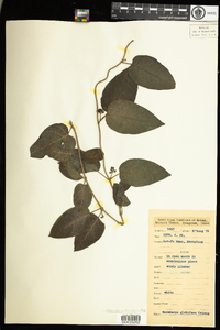 Image of Marsdenia tinctoria