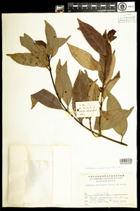 Image of Melodinus cochinchinensis