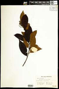 Melodinus cochinchinensis image