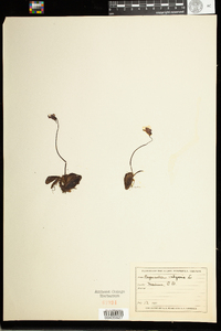 Pinguicula vulgaris image