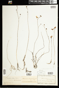 Utricularia geminiscapa image