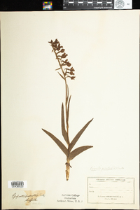 Epipactis palustris image