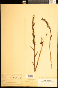 Image of Platanthera brevifolia
