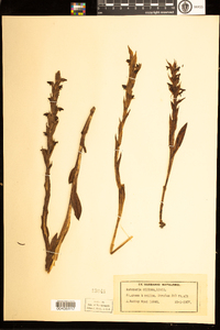 Image of Habenaria ciliosa
