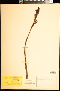 Image of Limodorum abortivum