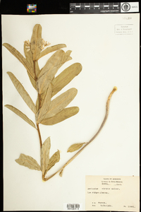 Asclepias viridis image