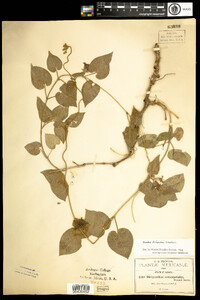 Dictyanthus reticulatus image