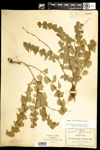 Image of Dictyanthus tuberosus