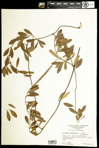 Parsonsia heterophylla image