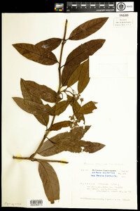 Image of Parsonsia straminea