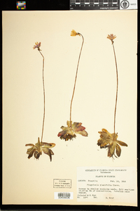 Image of Pinguicula planifolia