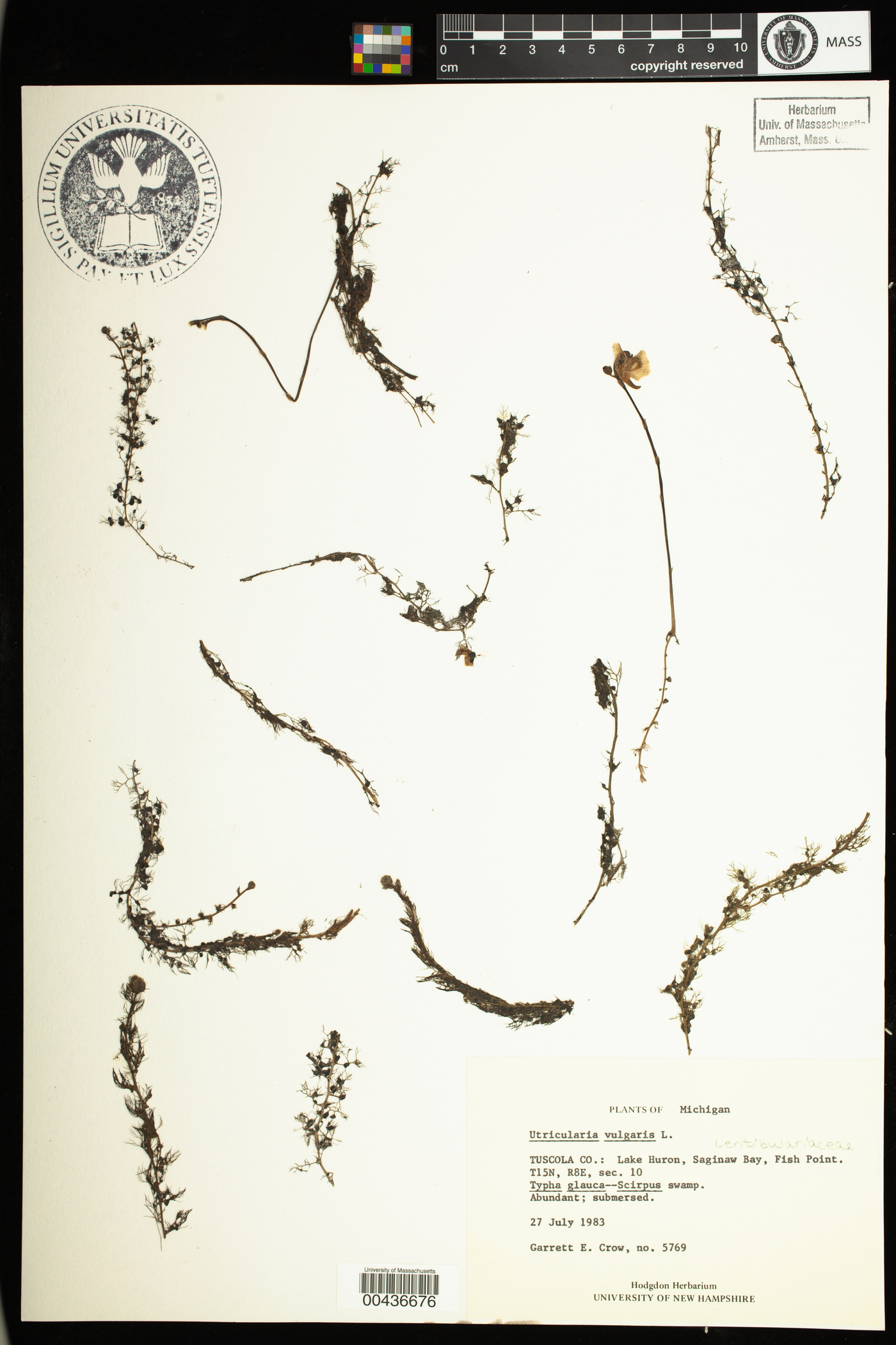 Utricularia macrorhiza image