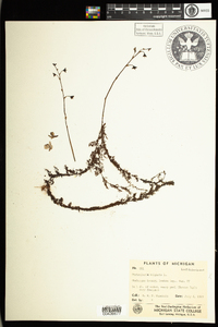 Utricularia macrorhiza image