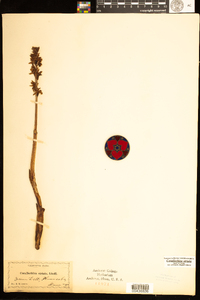 Image of Corallorhiza striata