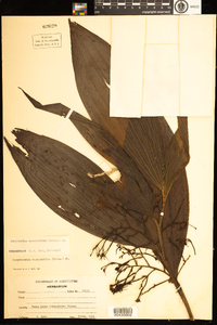 Corymborkis veratrifolia image