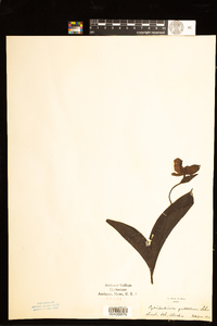 Image of Cypripedium guttatum