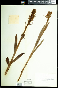 Dactylorhiza incarnata subsp. incarnata image