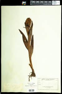 Dactylorhiza incarnata subsp. incarnata image