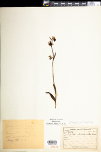 Ophrys holosericea subsp. holosericea image