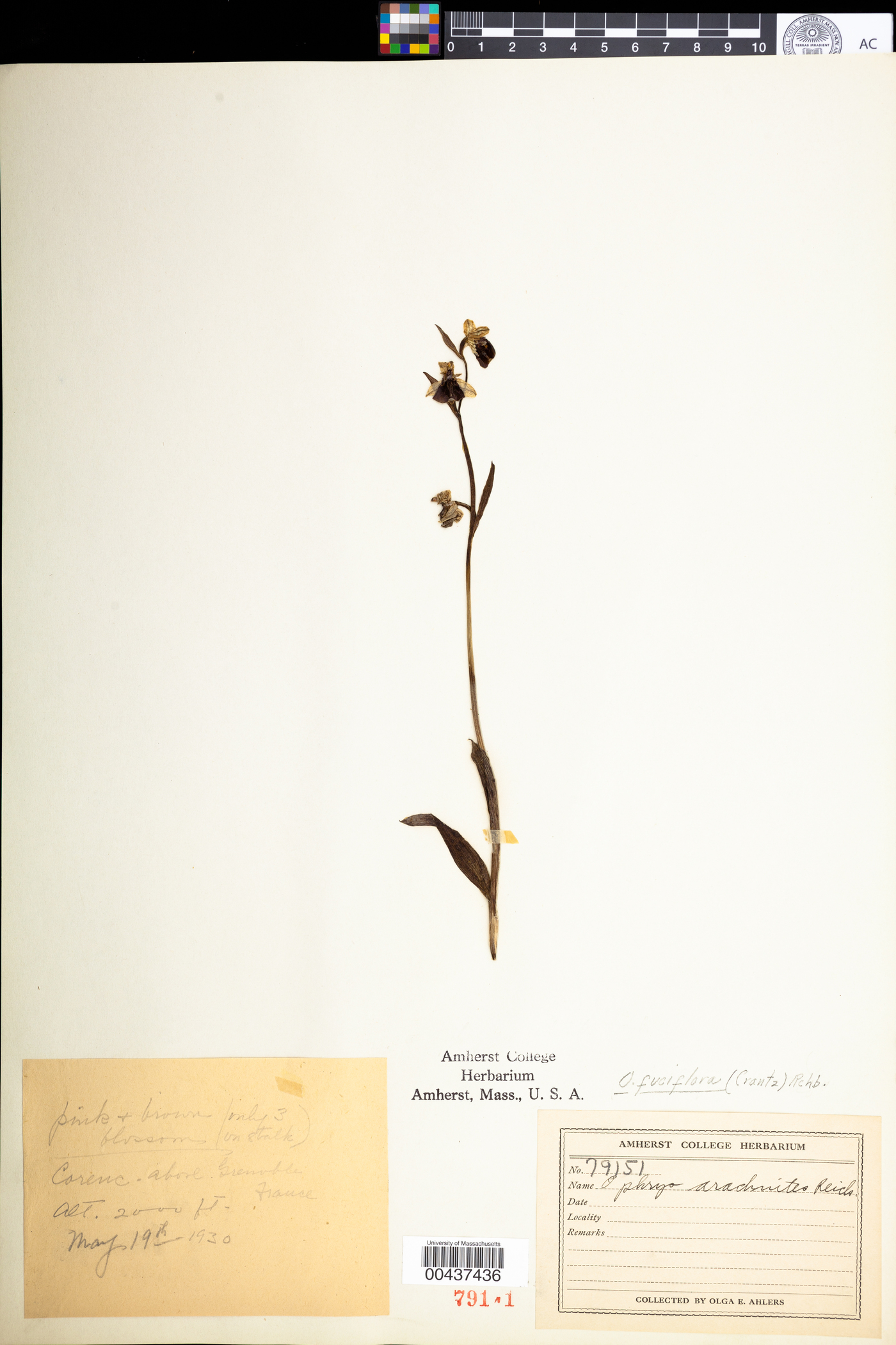Ophrys holosericea image
