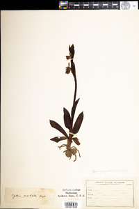 Ophrys holosericea image