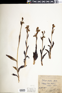Ophrys apifera image