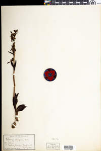 Ophrys apifera image
