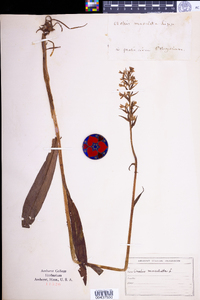 Image of Dactylorhiza maculata