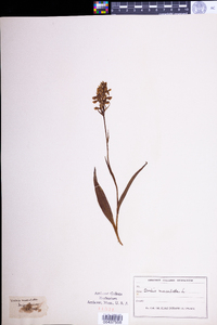 Dactylorhiza maculata image