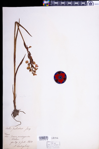 Anacamptis palustris image