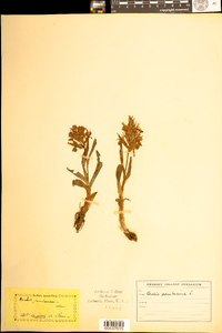 Dactylorhiza romana image