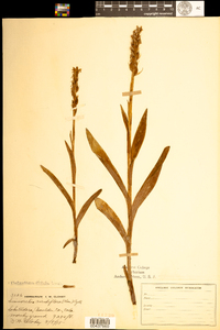 Image of Platanthera convallariifolia