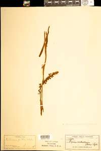 Image of Piperia unalascensis
