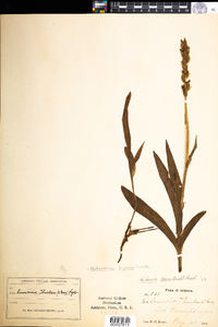 Image of Platanthera limosa