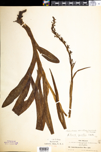 Image of Platanthera sparsiflora