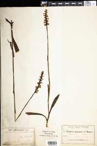 Image of Spiranthes odorata